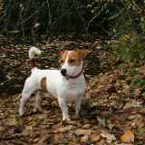 Cani che vanno di moda: Jack Russell